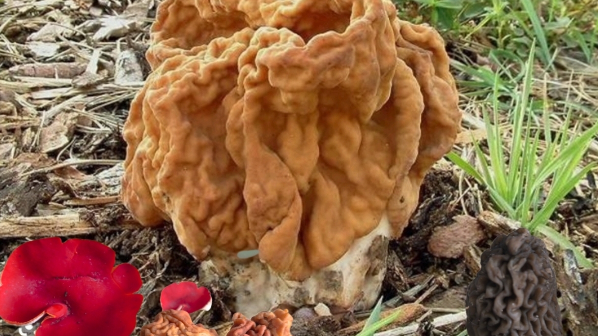 ДОЖДАЛИСЬ! Первые грибы в 2026 Мой мозг сказал «УРА!» 🧠🍄 Первые грибы в этом году