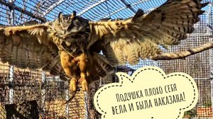 Сова Ёль выкинула подушку из гнезда - надоело! Пришлось отправлять сову гулять и делать там ремонт