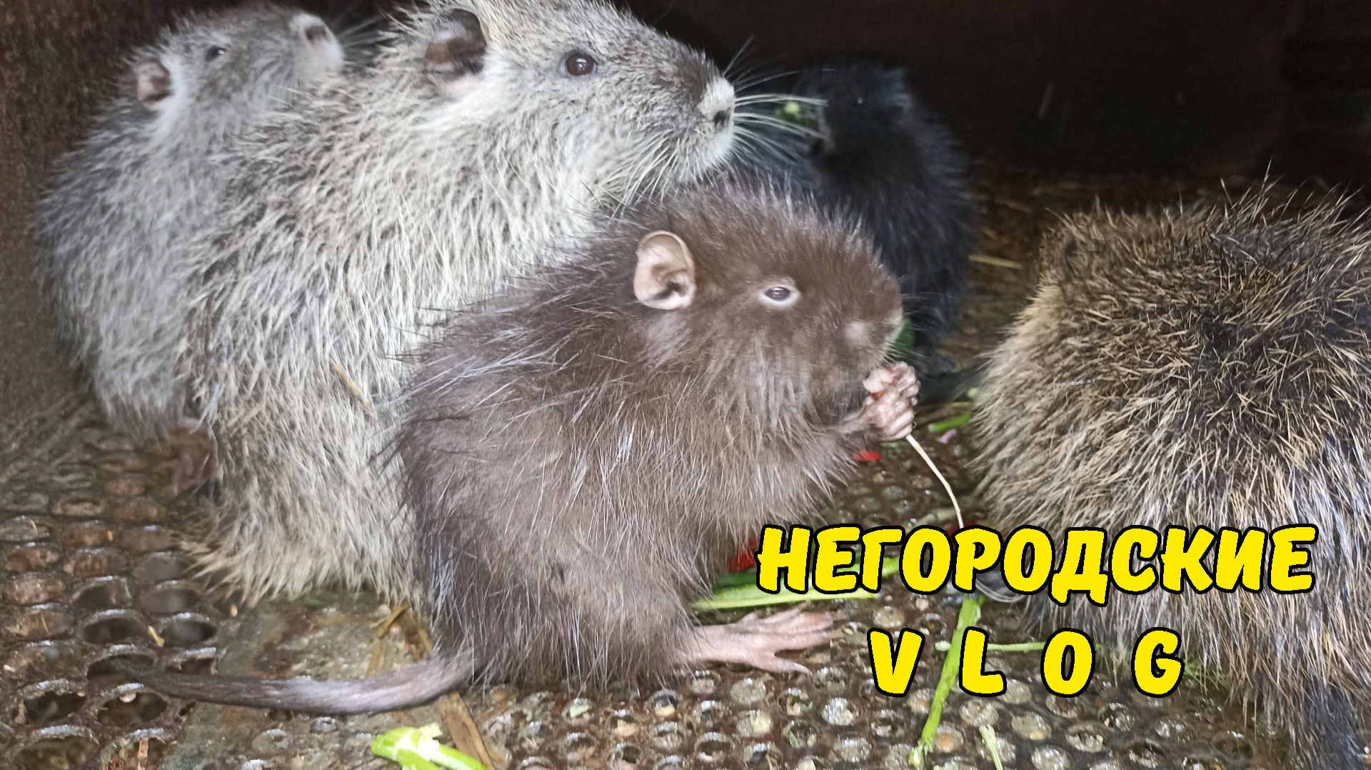 Как поживает Сникерс и компания? 12.04.26