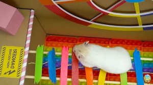 Хомячок сбегает из опасного огненного лабиринта! часть 5