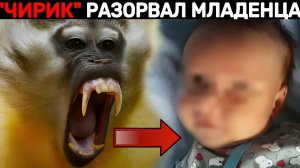 ЖЕСТЬ ИЗ КРЫМА | Самец Обезьяны растерзал новорожденного мальчика
