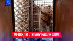 Медведю Степану нашли дом!