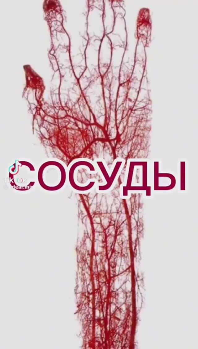 Сосуды