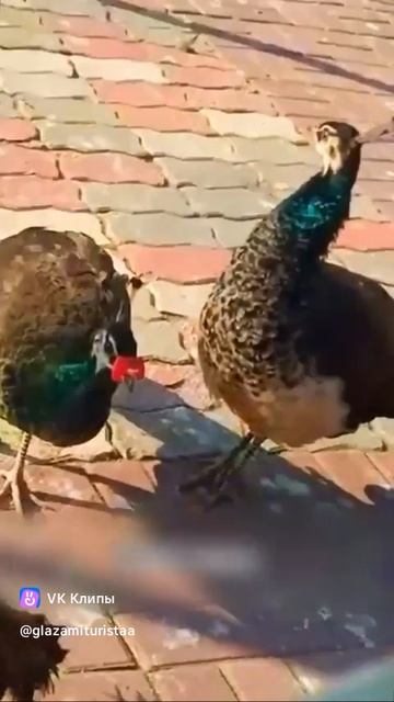 A little bit about the peacock ( Павлин)