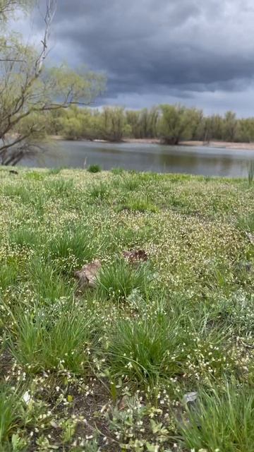 Ранее утро на Дону