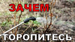 НЕльзя это делать рано. Никогда не тороплюсь. И опять новый опрыскиватель, сотый по счету