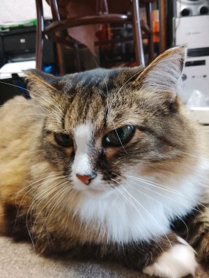 Муся, когда я прихожу со школы😺 она меня любит!!😍🤩 Мурлычет,муур Мусечка моя молодец!🙂 Люблю её!