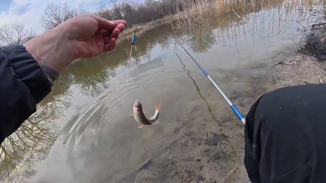 Ловля разной рыбы на маховую удочку с поплавком. Рыбалка на вечерней зорьке