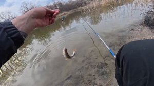 Ловля разной рыбы на маховую удочку с поплавком. Рыбалка на вечерней зорьке