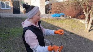 Уборка в саду продолжается