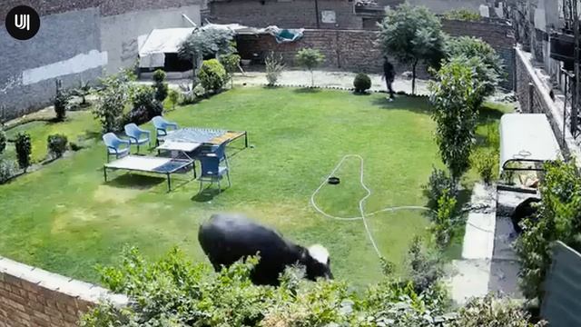 Incredible Moments Caught on Camera