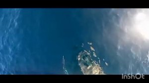 ДЕЛЬФИНЫ ,ЖИВОЕ ВИДЕО МОРЕ С ТЕБЯ ЛАЙК И ПОДПИСКА 
#дельфины 
#Видео