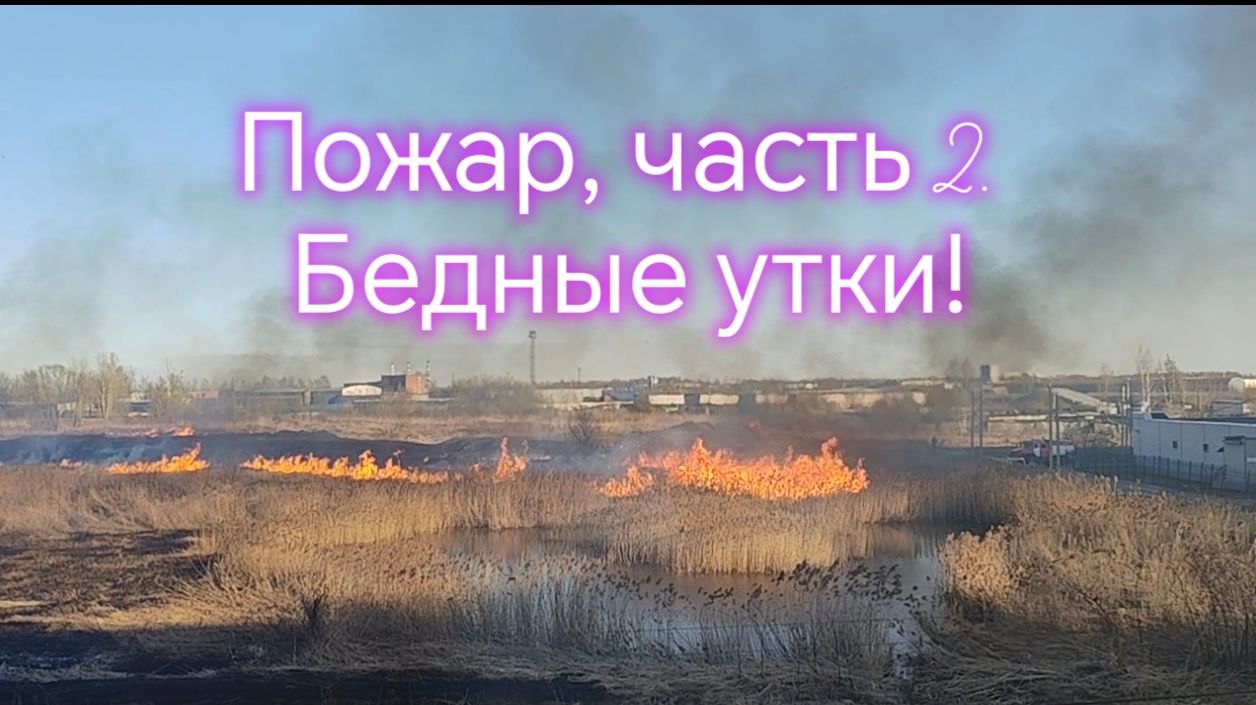 Пожар, часть 2. Бедные утки!