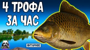 RF4 Просто четыре трофейных карпов за час #рр4