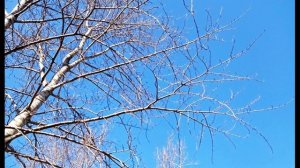 Э. Асадов. Прощёное воскресенье