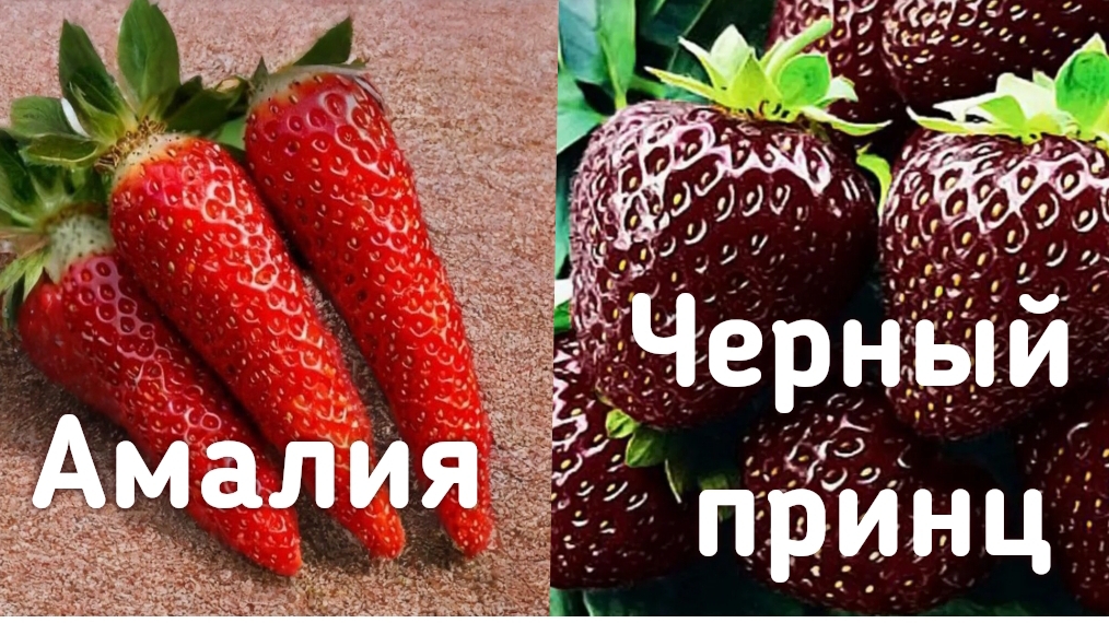 Купила 2 новых сорта клубники!