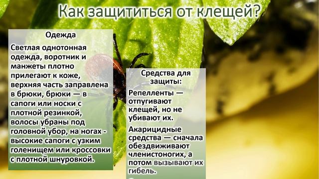 Осторожно! Клещи