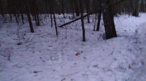 По лесу: стало понятно, почему Россия не среагирована агрессивно на атаки БПЛА из Прибалтики. Хазин