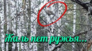 Жаль нет ружья...