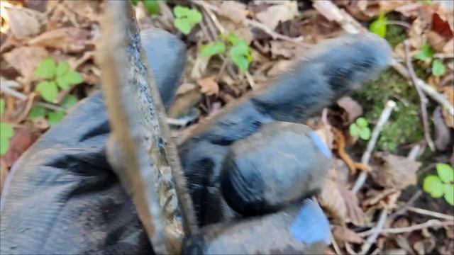 ПАСХАЛЬНЫЙ КОП В ДРЕМУЧЕМ НЕМЕЦКОМ ЛЕСУ#находкисметаллоискателем #metaldetecting#коп