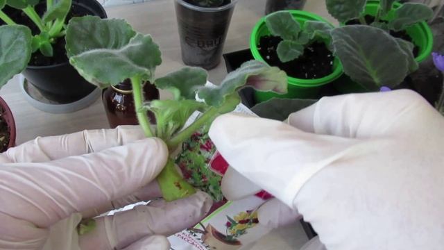 Как омолодить старую фиалку с зачисткой стволика