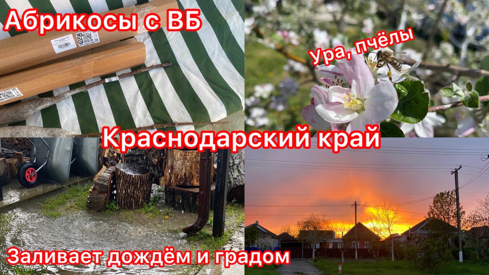 Купили дом. Много осадков. Град. Саженцы с ВБ. Первые абрикосы в саду. Жизнь на юге.