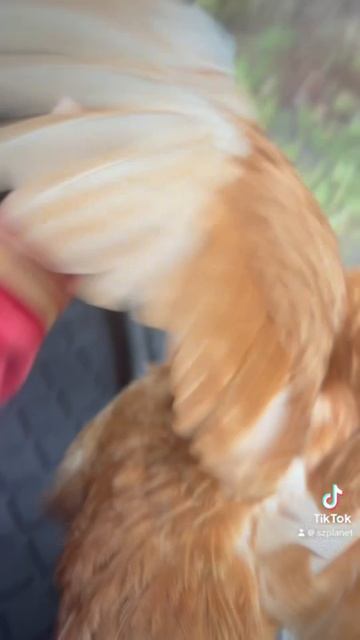 Крутите Барабан, пожалуйста! Поле чудес 😜 Курицы отжигают!