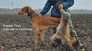 Тазы работает в одиночку. Охота с борзой 2021. Сэхра Эль Амир