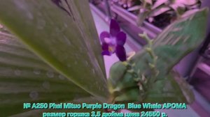 № А250 Phal Mituo Purple Dragon  Blue Whale АРОМА размер горшка 3,5 дюйма