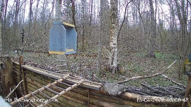 LIVE: На лесной опушке. Природа онлайн