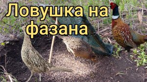 Ловушка на фазана