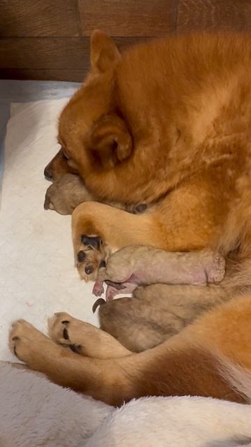РОЗОВЫЕ пуза. Первые дни жизни!  PINK bellies. First days of life!