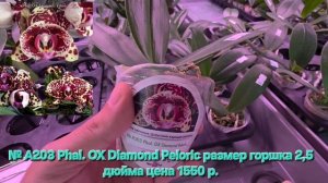 № А203 Phal. OX Diamond Peloric размер горшка 2,5 дюйма