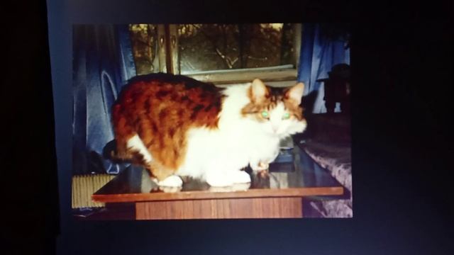 Элла Крылова. Стансы к Юлии.