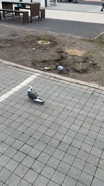 Гули-гули 🕊️