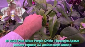 № А242 Phal Mituo Purple Oriole  Fireworks Арома размер горшка 2,5 дюйма