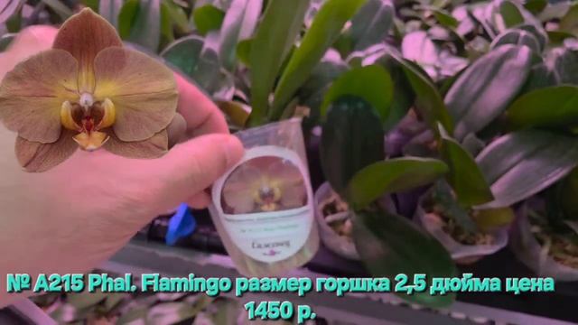 № А215 Phal. Flamingo размер горшка 2,5 дюйма