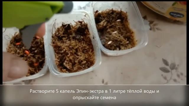 Как замочить семена огурцов — 100% всхожесть