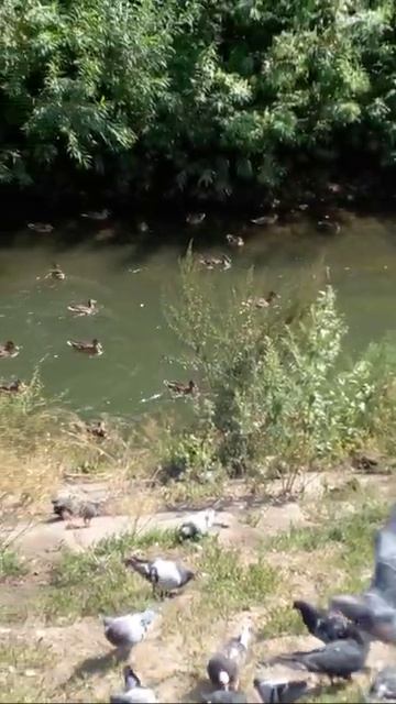 Утки любимые в городе . Обижать уток нельзя . Люди кормят уток и голубей. Подписаться плиз . #Shorts