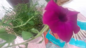 15.04.2025 О разном, в основном о садовом. Есть вопрос к Вам!