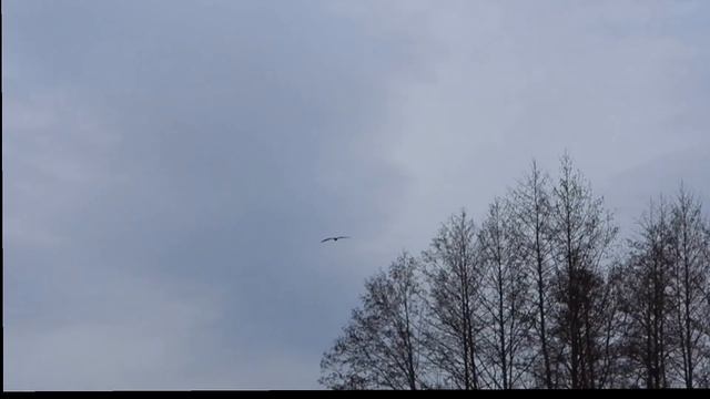 2026412: Уж в траве и ищущие его канюки в небе над Венерой