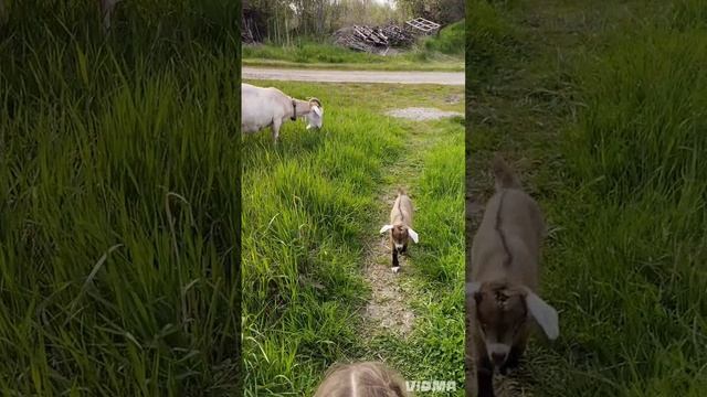 У них это первая прогулка. Какие же они забавные ☺️