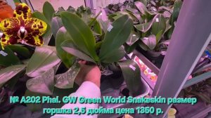 № А202 Phal. GW Green World Snakeskin размер горшка 2,5 дюйма