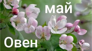 Таро расклад для Овнов на май 2026 года