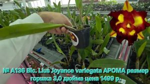 № А136 Blc. Lius Joyance variegata АРОМА размер горшка 3,0 дюйма