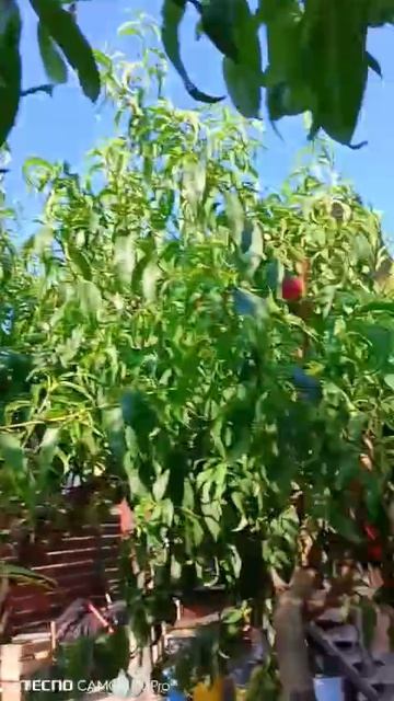 нектарин после весенней и летней обрезки

Краснодар краснодарский край