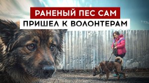 Раненый пес сам пришел к волонтерам