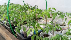 15-04-2026 Томаты все в Теплице.Пересадила ПЕРЦЫ.Обзор рассады