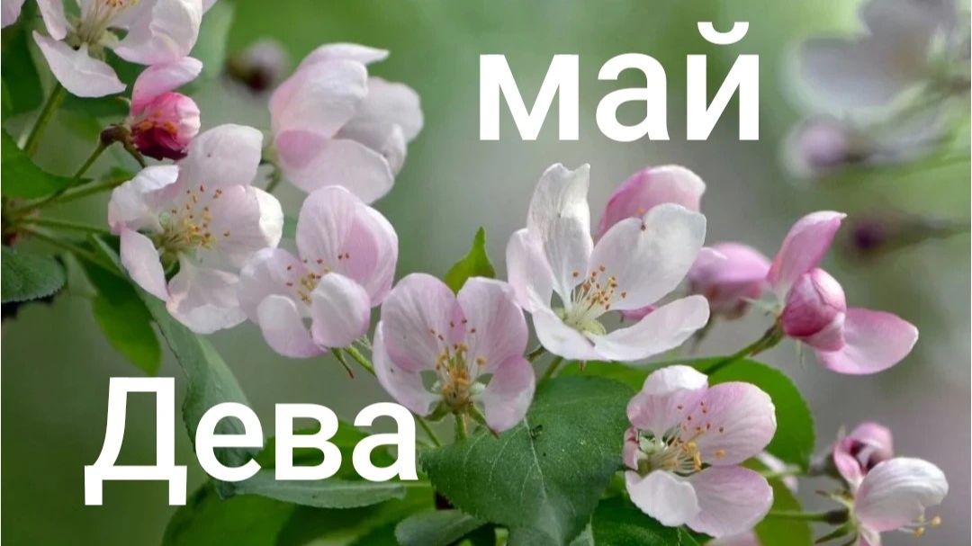 Таро расклад для Дев на май 2026 года