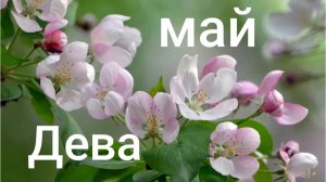 Таро расклад для Дев на май 2026 года